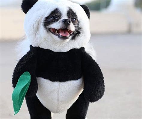 panda cat costume|panda puppy costume.